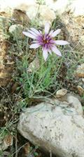 Tragopogon caricifolius